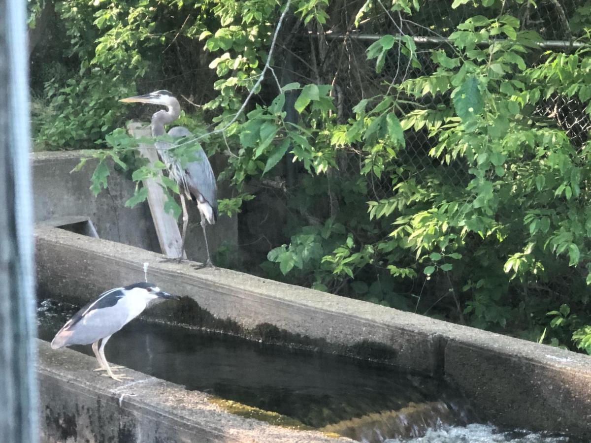 Herring Run Bourne Ngoại thất bức ảnh