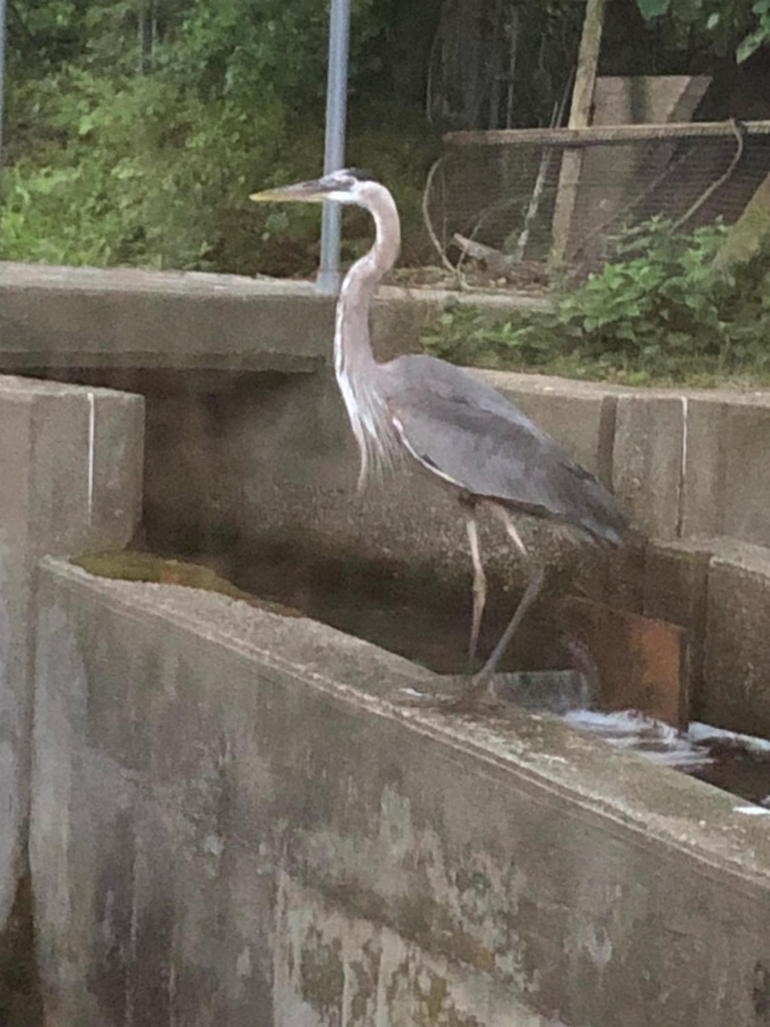Herring Run Bourne Ngoại thất bức ảnh